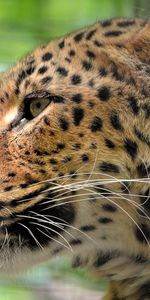 Animales,Bozal,Depredador,Color,Perfil,Leopardo