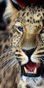 Animals,Leopard,Muzzle,Predator,Sight,Opinion,Aggression