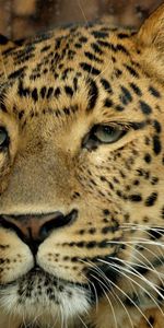 Animals,Leopard,Muzzle,Sight,Opinion,Big Cat