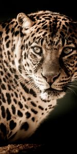 Animals,Leopard,Muzzle,Sight,Opinion,Predator