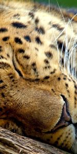 Animals,Leopard,Muzzle,Sleep,Dream,Eyes