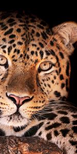 Animales,Bozal,Manchado,Irregular,Oscuro,Leopardo