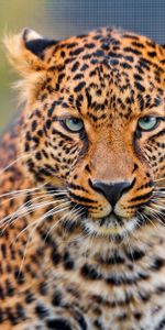 Animals,Leopard,Muzzle,Spotted,Spotty,Predator,Big Cat