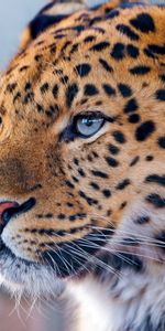 Animales,Depredador,Opinión,Visión,Ojos Azules,De Ojos Azules,Leopardo