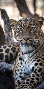 Animales,Gato Grande,Leopardo,Depredador,Visión,Opinión