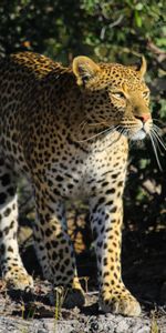 Leopardo,Depredador,Gato Grande,Animales,Animal