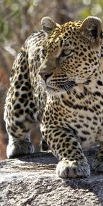 Gato Grande,Animales,Leopardo,Depredador