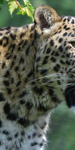 Animales,Depredador,Gato Grande,Colmillos,Leopardo