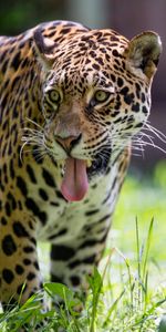 Animals,Leopard,Predator,Sight,Opinion,Tongue Stuck Out,Protruding Tongue,Wildlife