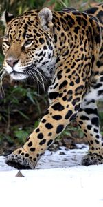 Animales,Depredador,Paseo,Leopardo