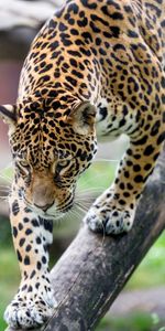 Animals,Leopard,Predator,Wildlife,Big Cat,Beast