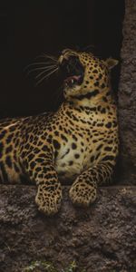 Animales,Depredador,Gato Grande,Vida Silvestre,Garganta,Zev,Leopardo,Fauna Silvestre