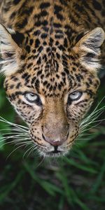 Cuidado,Animales,Leopardo,Depredador,Gato Grande,Visión,Asomarse,Bozal,Opinión