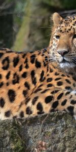 Animales,Tumbarse,Mentir,Depredador,Gato Grande,Leopardo