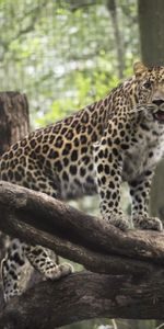 Léopard,Chat Sauvage,Zoo,Animaux,Prédateur