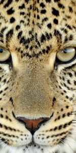 Animales,Leopardos