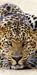 Animales,Leopardos