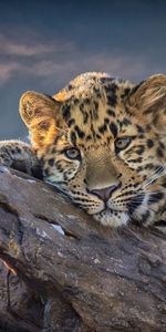 Animales,Leopardos