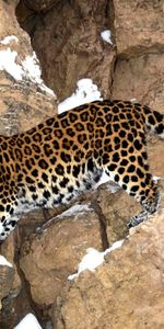 Leopardos,Animales