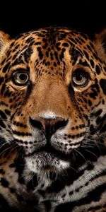 Animales,Leopardos