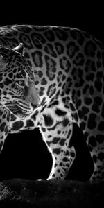 Animales,Leopardos