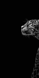 Animales,Leopardos