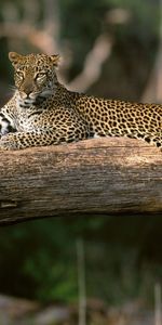 Animals,Leopards