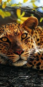 Animals,Leopards