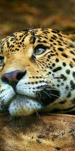 Animals,Leopards