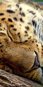 Animals,Leopards