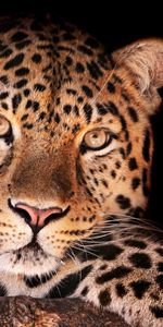 Animals,Leopards