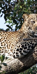 Animals,Leopards