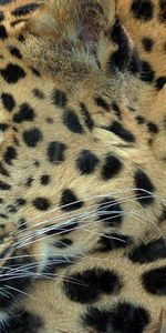 Animales,Leopardos