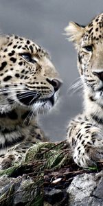 Animales,Leopardos