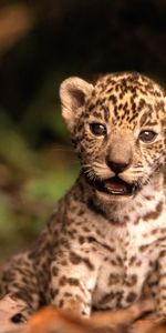 Animales,Leopardos