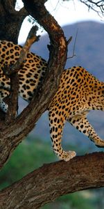 Animales,Leopardos