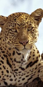 Animals,Leopards