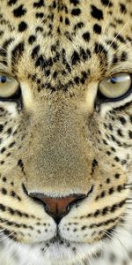 Animales,Leopardos