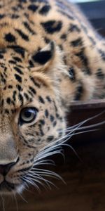 Animales,Leopardos