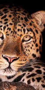 Animales,Leopardos