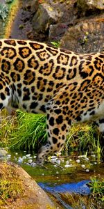 Animals,Leopards