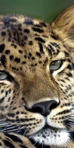 Animales,Leopardos