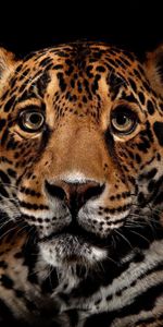 Animales,Leopardos