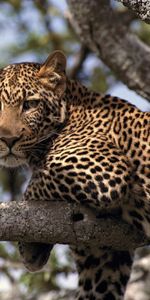 Leopardos,Animales