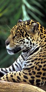 Animals,Leopards