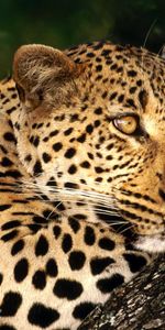 Animals,Leopards