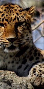 Animales,Leopardos