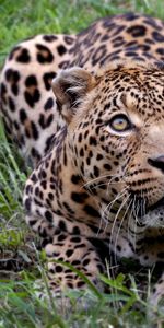 Animales,Leopardos