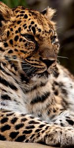 Animals,Leopards