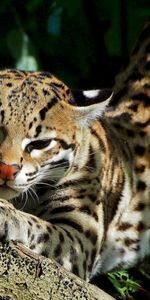 Animales,Leopardos